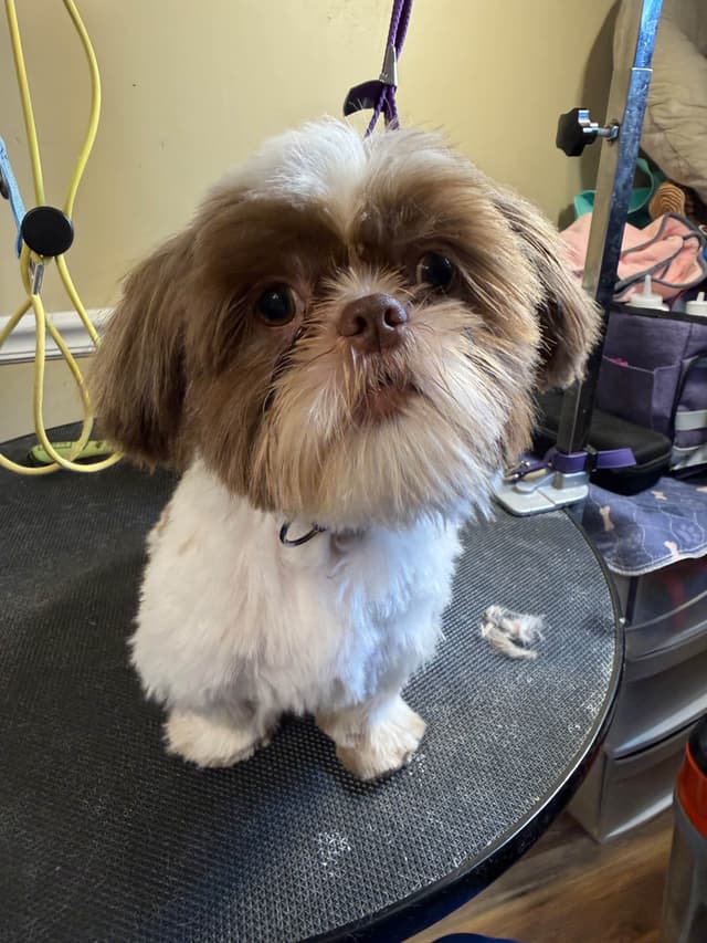 Adorable Shih Tzu Puppies available NOW media 10