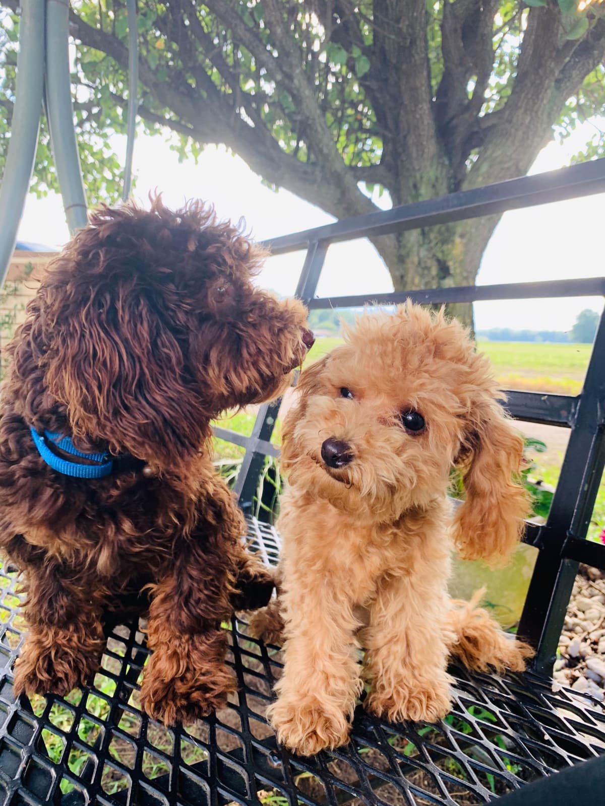 Poodle Puppies breeder image 1