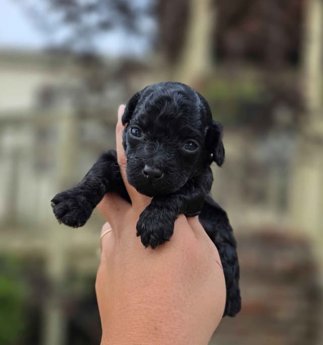 Poodle Puppies media 4