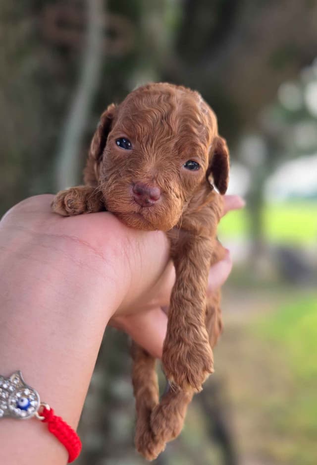 Poodle Puppies media 2