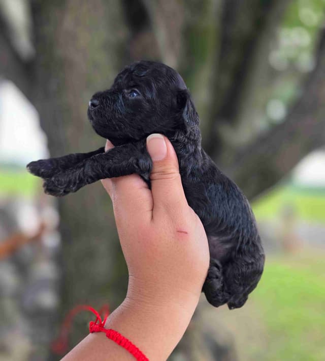 Poodle Puppies media 5