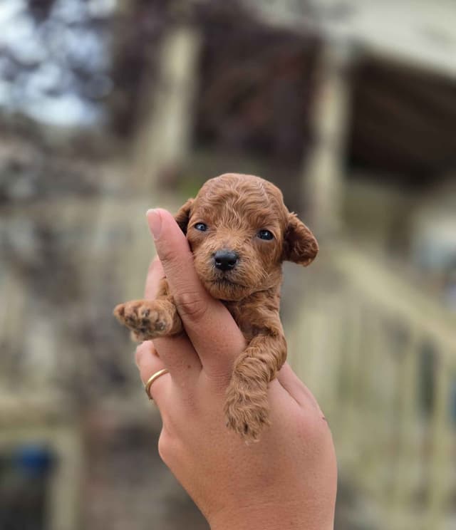 Poodle Puppies media 6