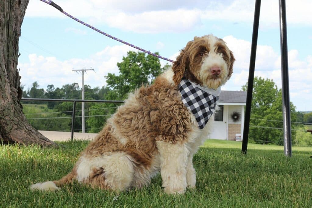 Portuguese Water Dog Puppies breeder image 1