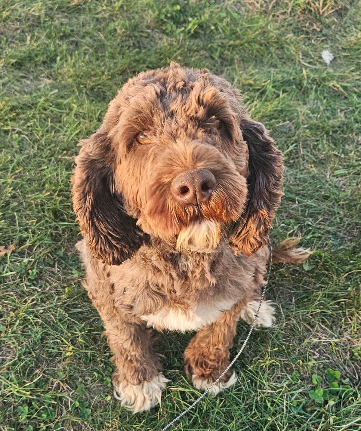 Portuguese Water Dog Puppies breeder image 2