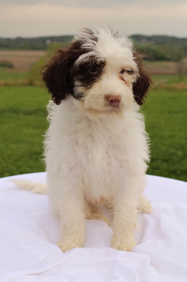 Portuguese Water Dog Puppies media 2