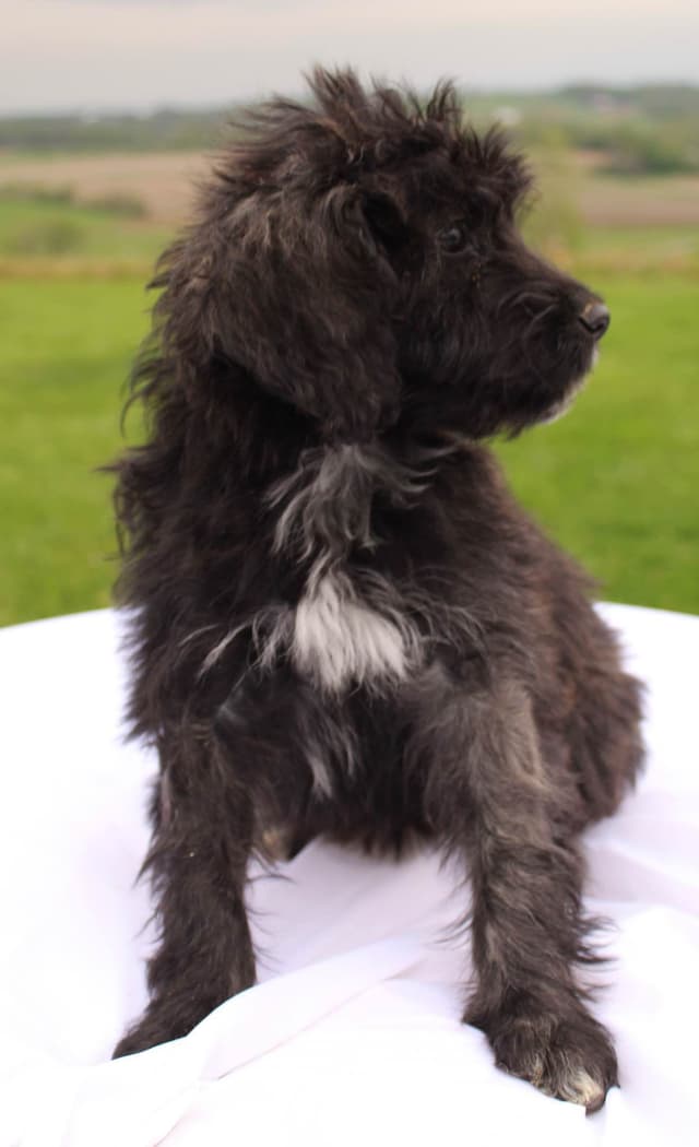 Portuguese Water Dog Puppies media 3