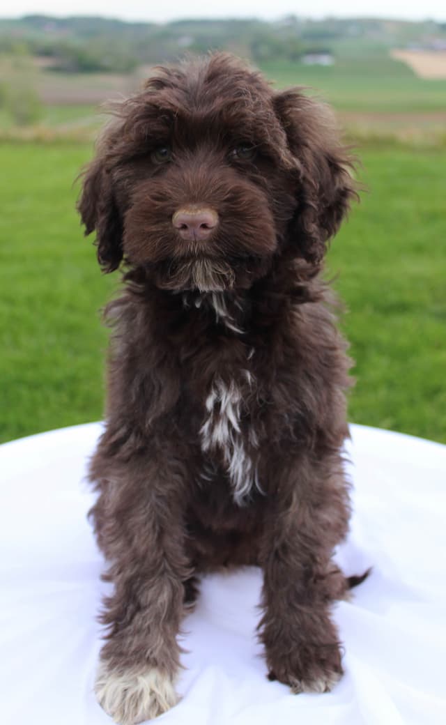 Portuguese Water Dog Puppies media 4
