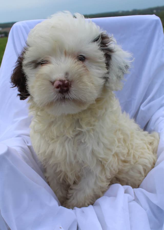 Portuguese Water Dog Puppies media 2