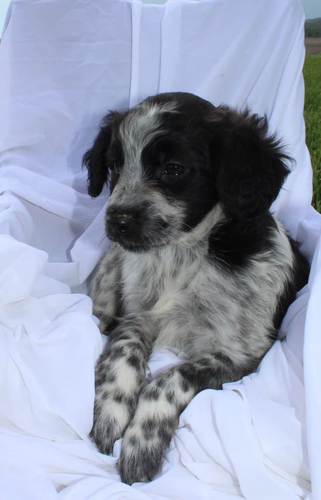 Portuguese Water Dog Puppies media 3