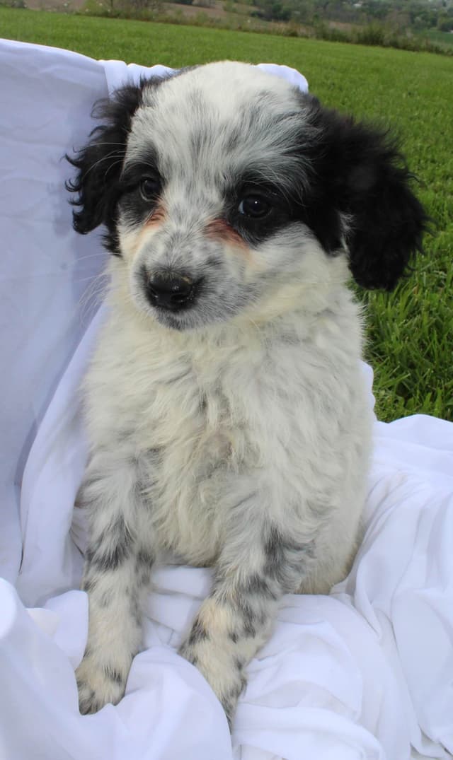 Portuguese Water Dog Puppies media 4