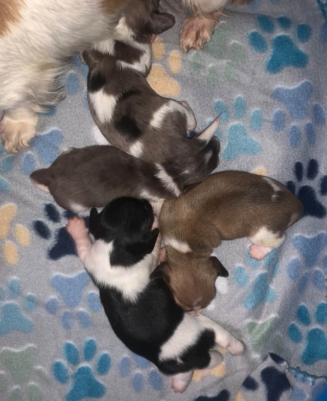 Miniature Dachshund Puppies, long and smooth coats $1250 to $2100 media 2