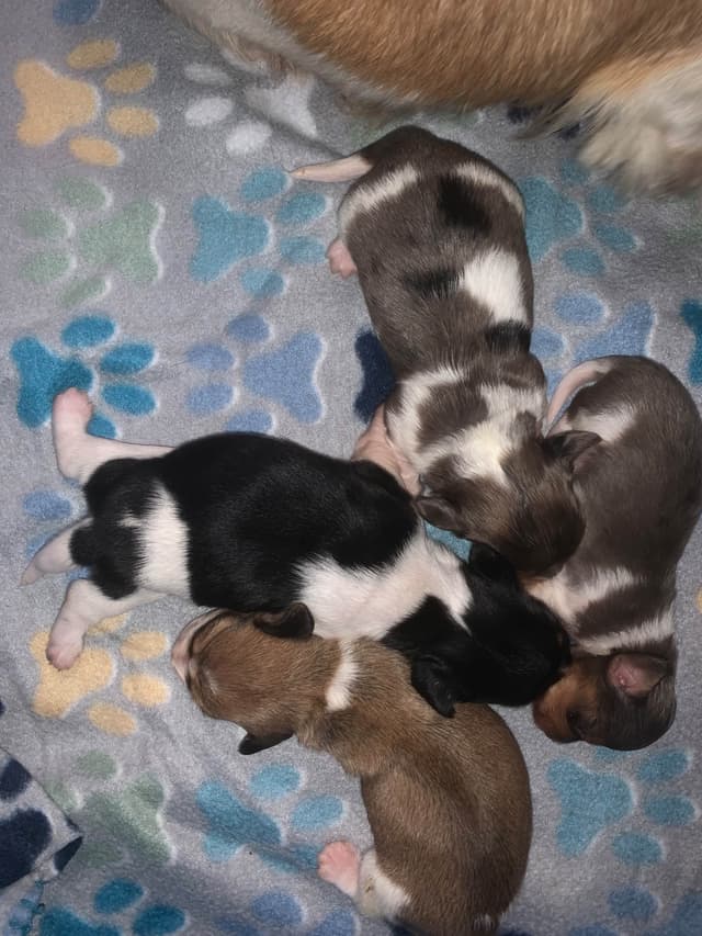 Miniature Dachshund Puppies, long and smooth coats $1250 to $2100 media 4