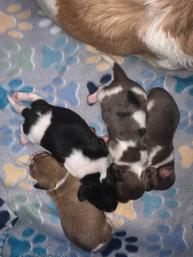 Miniature Dachshund Puppies, long and smooth coats $1250 to $2100 media 3