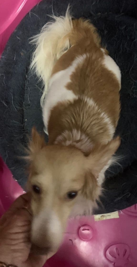 Miniature Dachshund Puppies, long and smooth coats $1250 to $2100 media 6