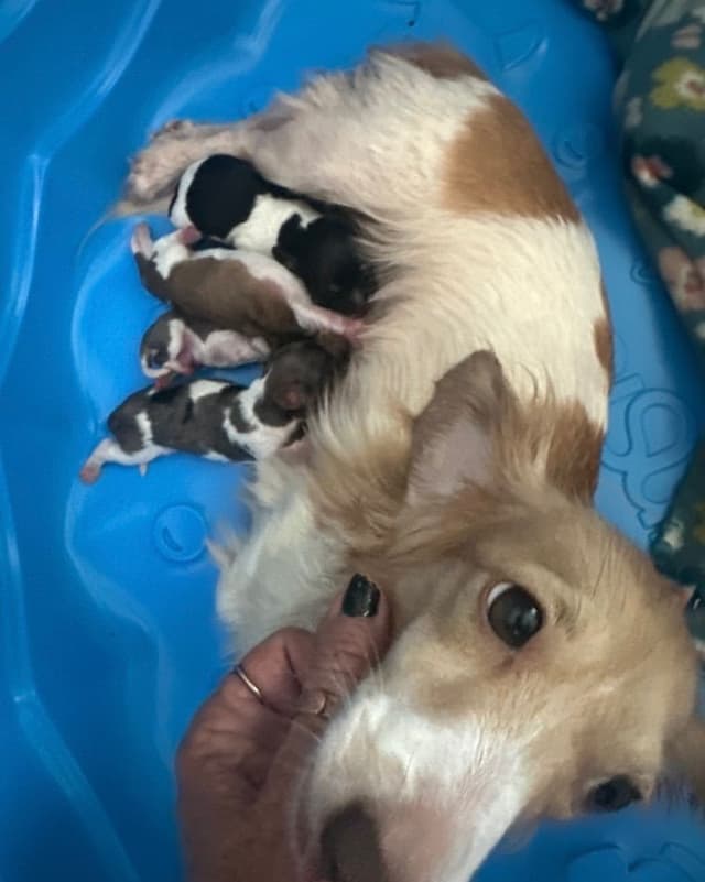 Miniature Dachshund Puppies, long and smooth coats $1250 to $2100 media 5
