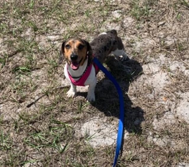 Miniature Dachshund Puppies, long and smooth coats $1250 to $2100 media 8