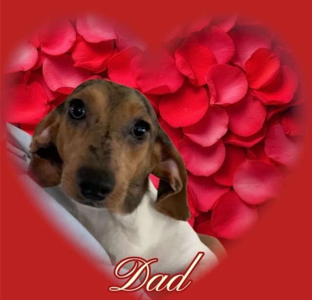Miniature Dachshund Puppies, long and smooth coats $1250 to $2100 media 9