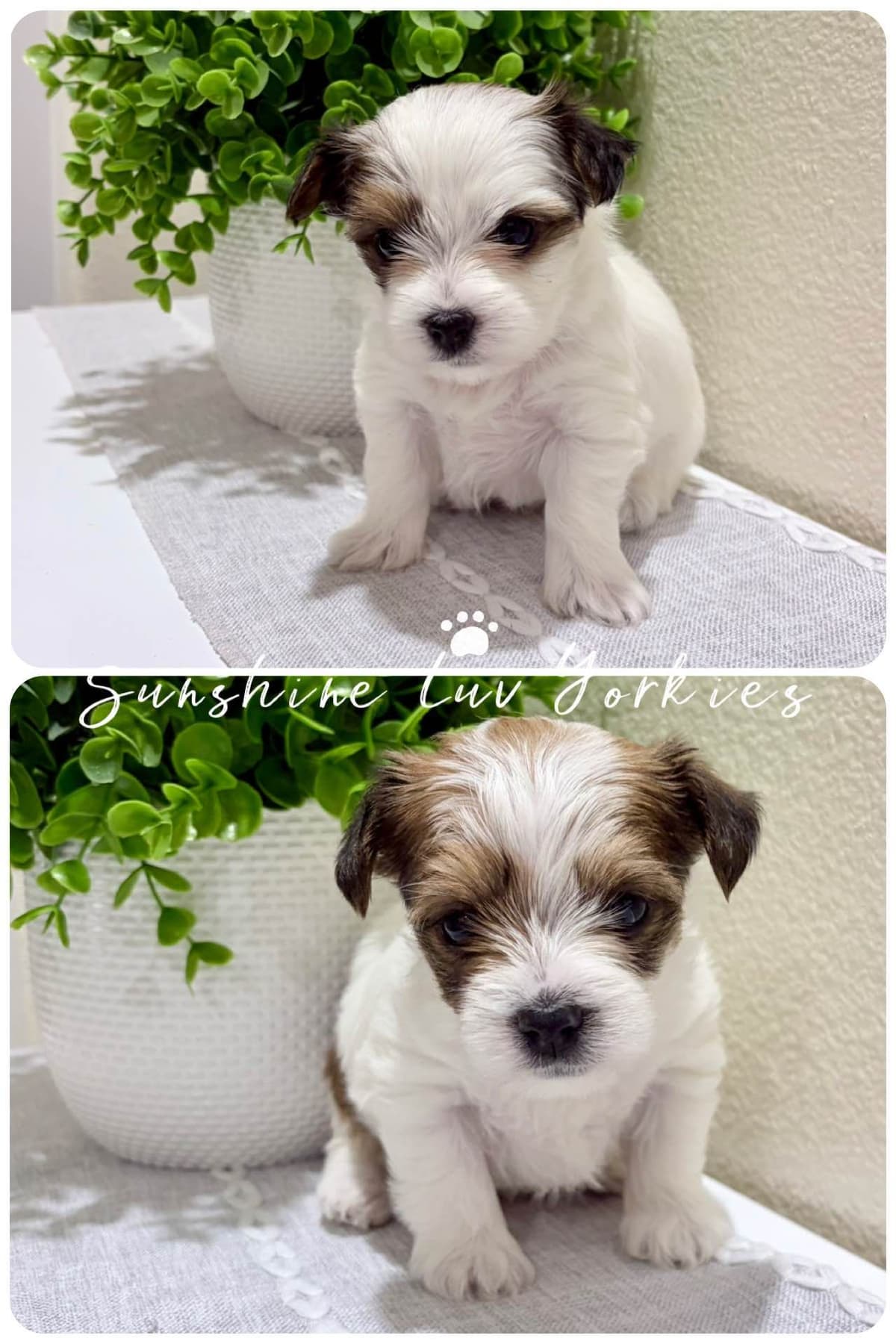 Yorkshire Terrier Puppies breeder image 1