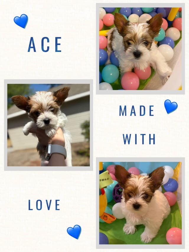 Yorkshire Terrier Puppies media 2