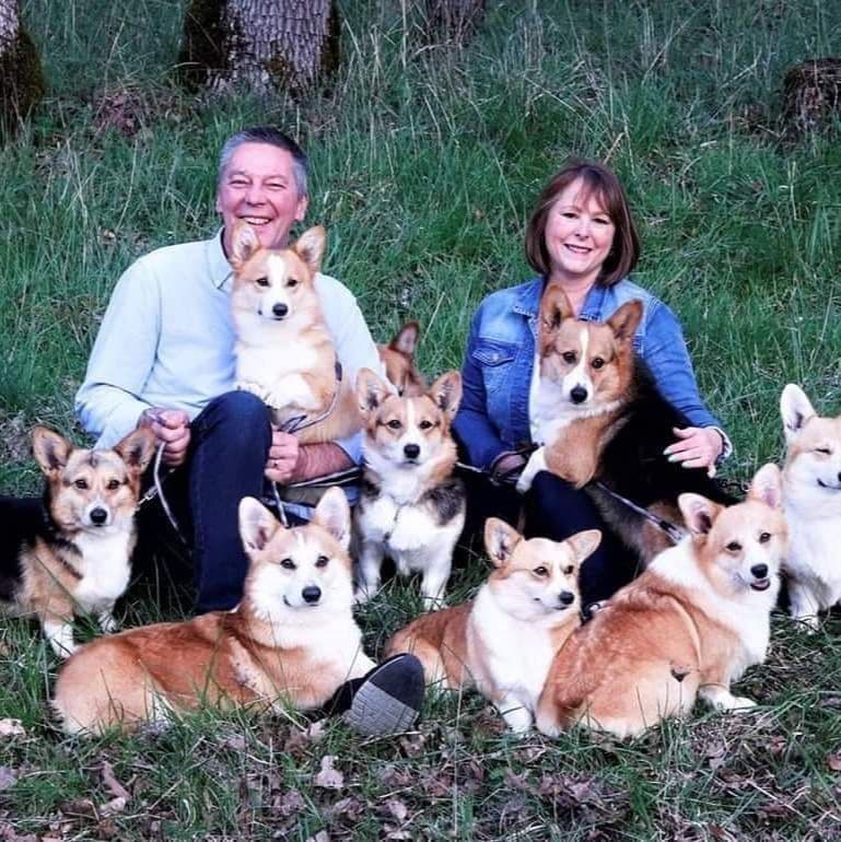 Pembroke Welsh Corgi Puppies breeder image 4