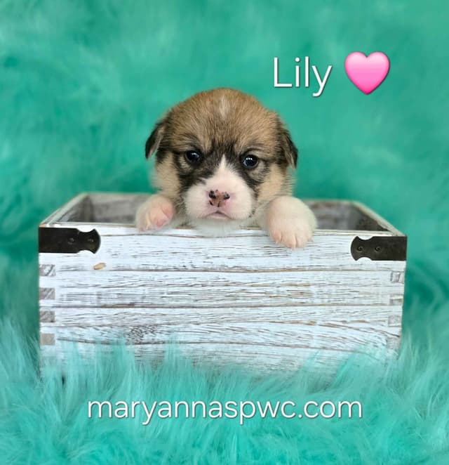 Pembroke Welsh Corgi Puppies media 4