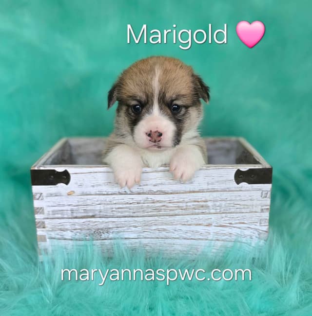 Pembroke Welsh Corgi Puppies media 3