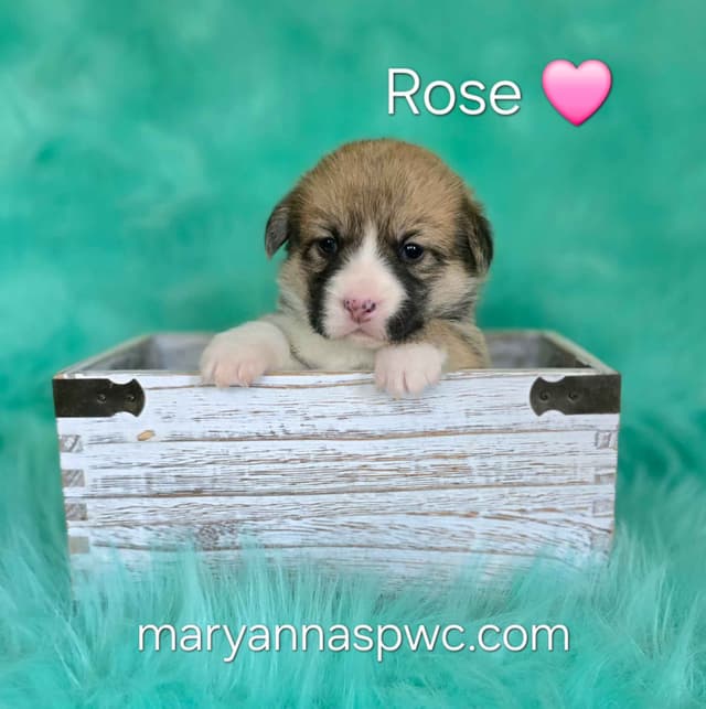 Pembroke Welsh Corgi Puppies media 8