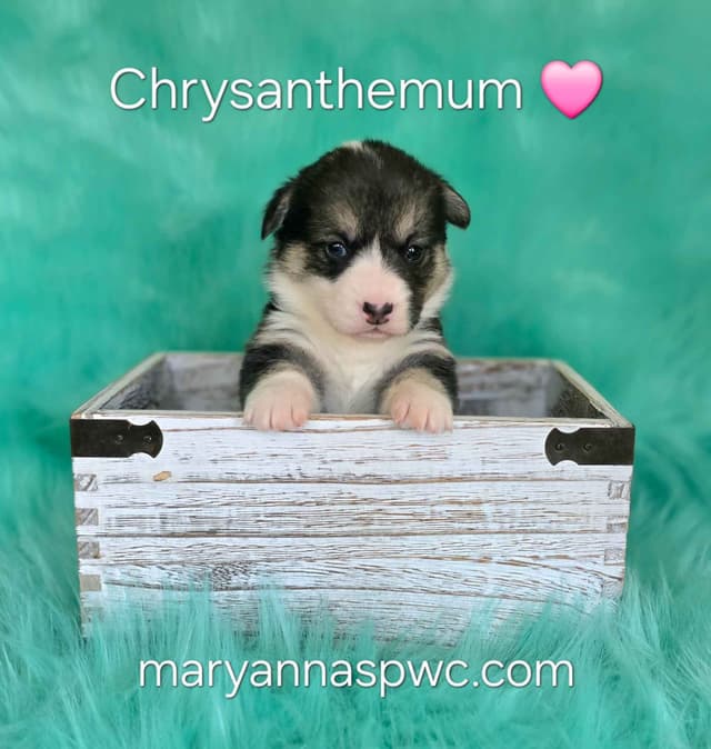 Pembroke Welsh Corgi Puppies media 6