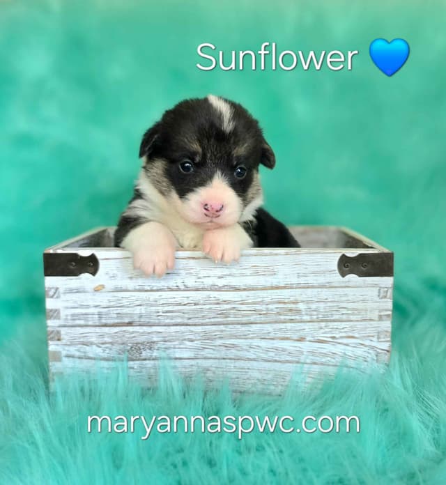 Pembroke Welsh Corgi Puppies media 5