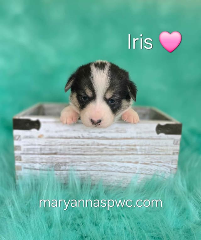 Pembroke Welsh Corgi Puppies media 7