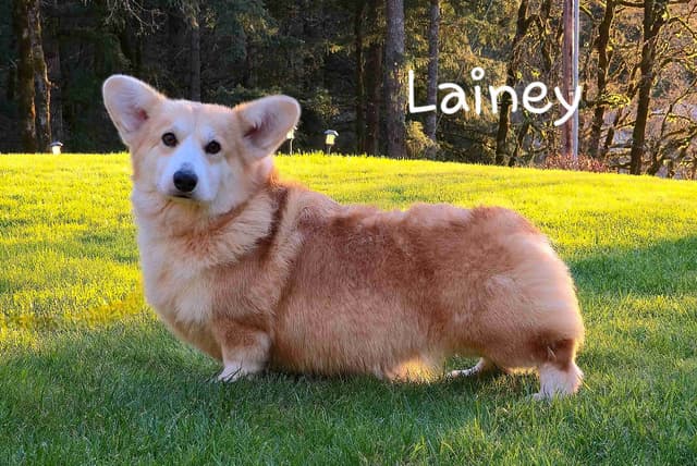 Pembroke Welsh Corgi Puppies media 9