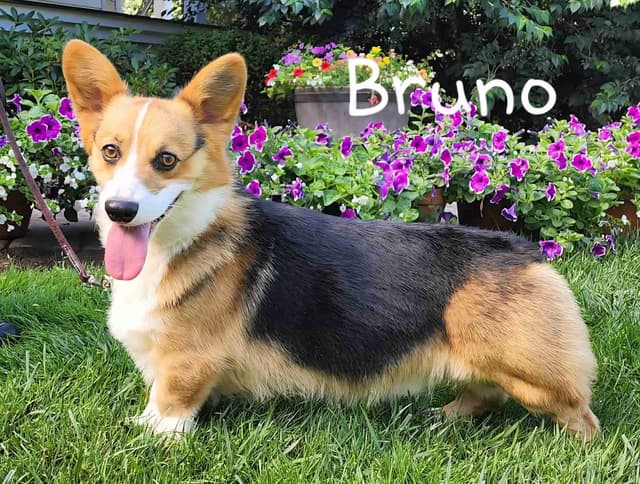 Pembroke Welsh Corgi Puppies media 10