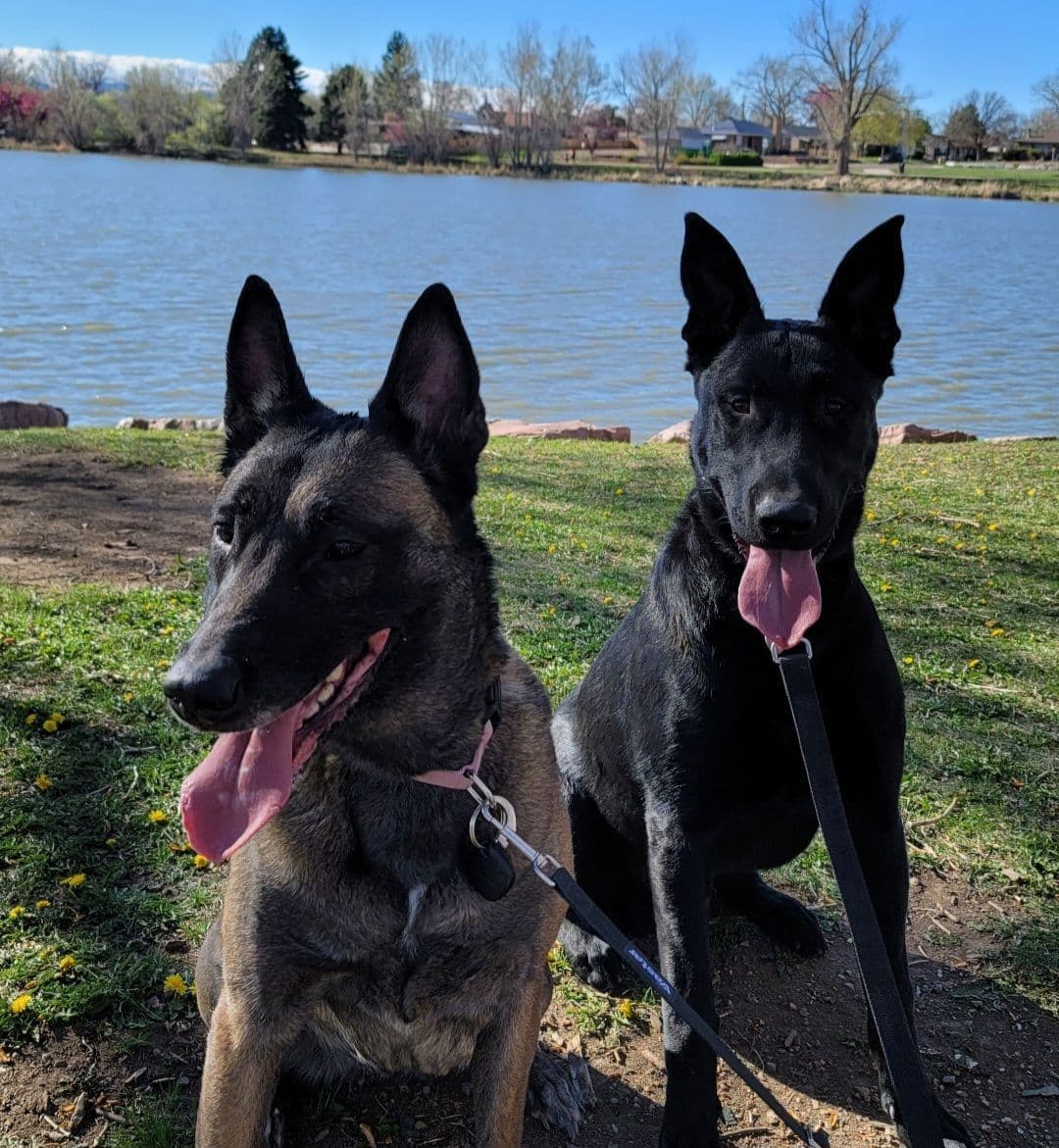 Belgian Malinois Puppies breeder image 1
