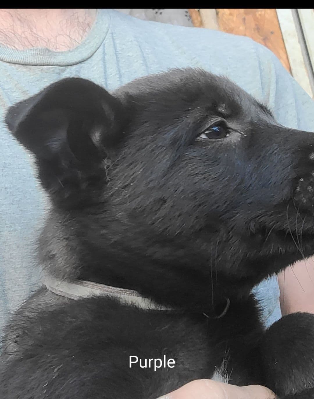 Belgian Malinois Puppies breeder image 3