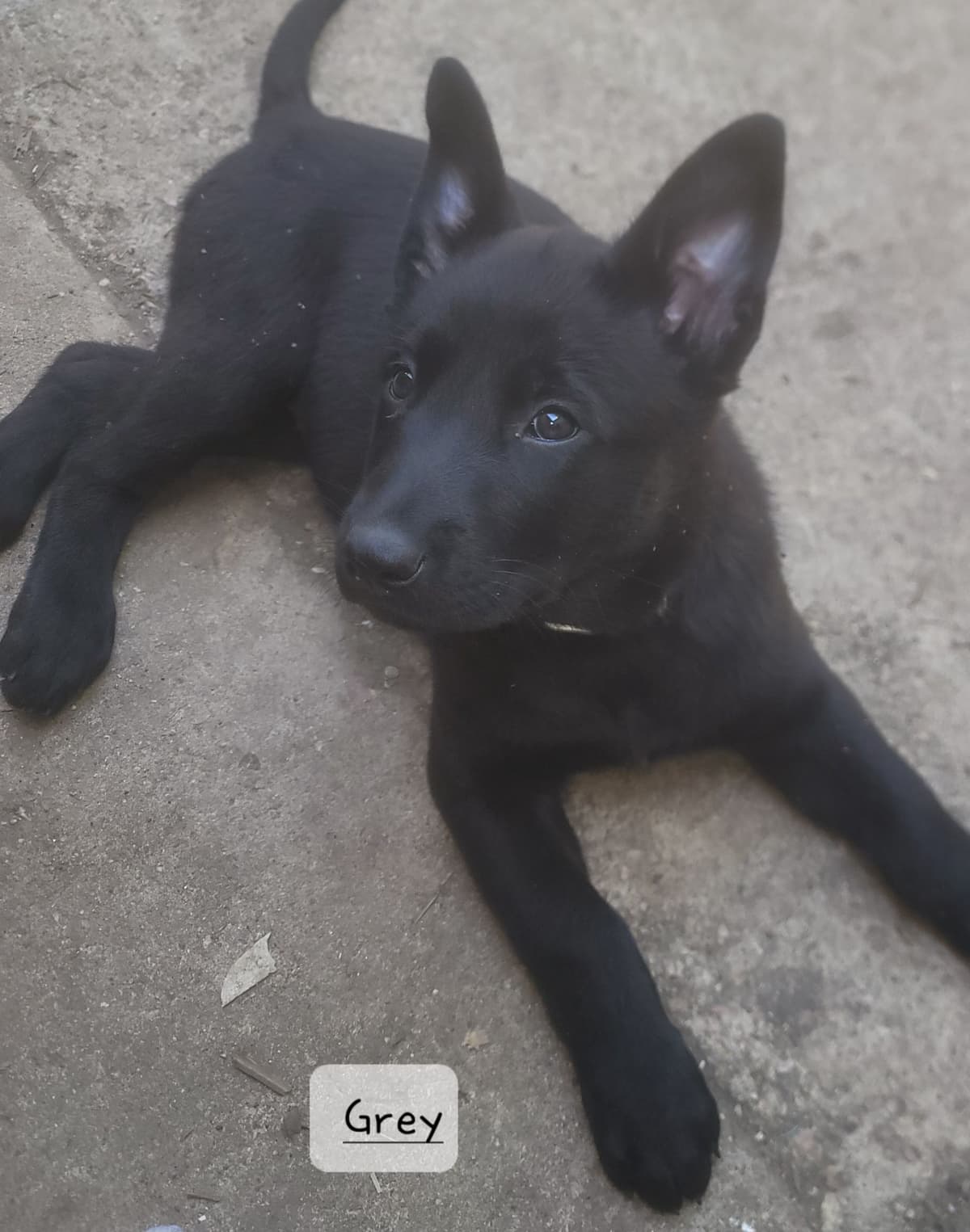 Belgian Malinois Puppies breeder image 5