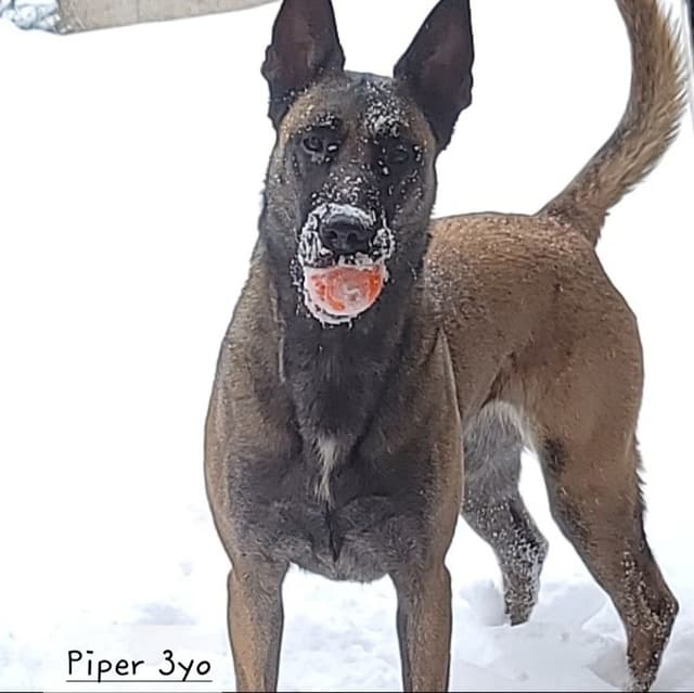 Belgian Malinois Puppies media 7