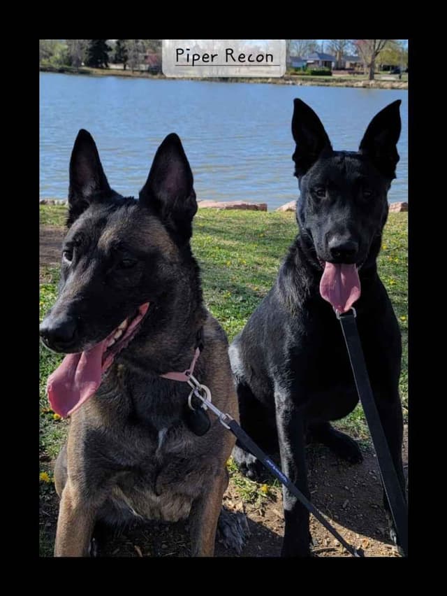 Belgian Malinois Puppies media 8