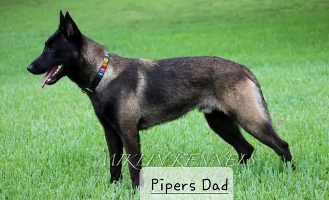 Belgian Malinois Puppies media 9