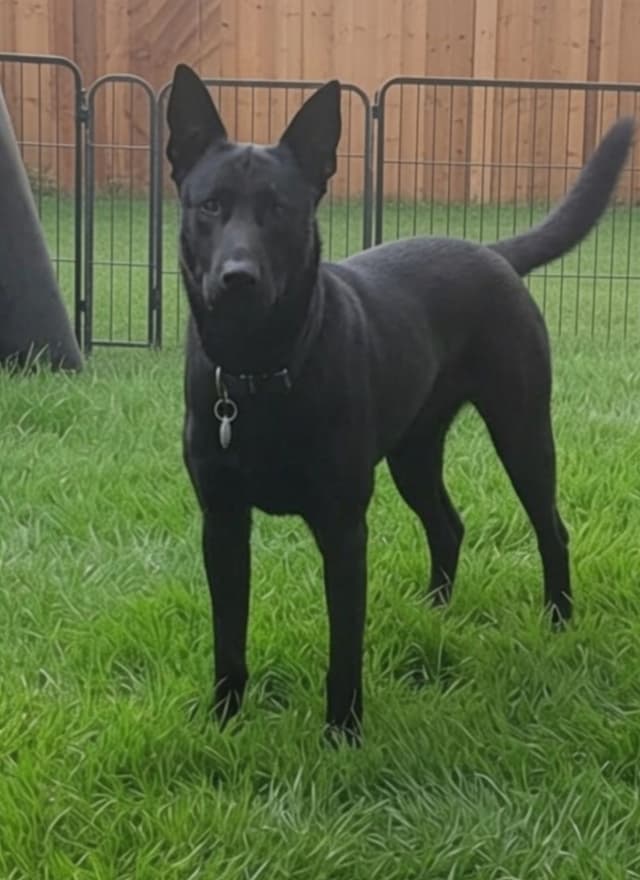 Belgian Malinois Puppies media 6