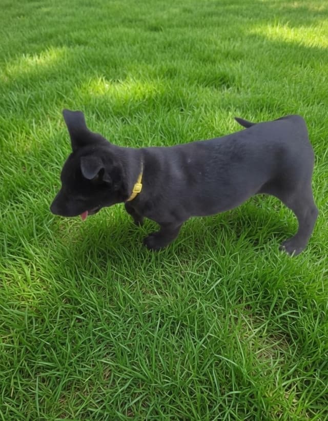 Belgian Malinois Puppies media 2