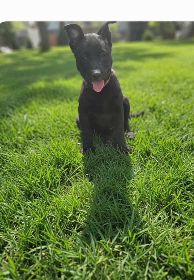 Belgian Malinois Puppies media 3