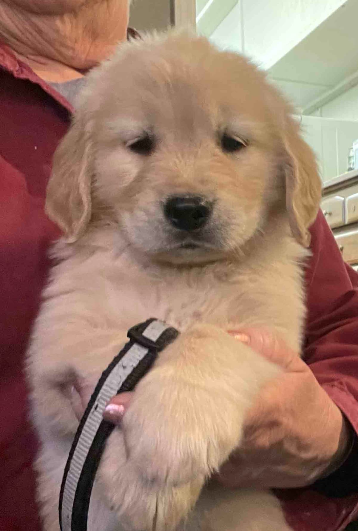 Golden Retriever Puppies breeder image 1