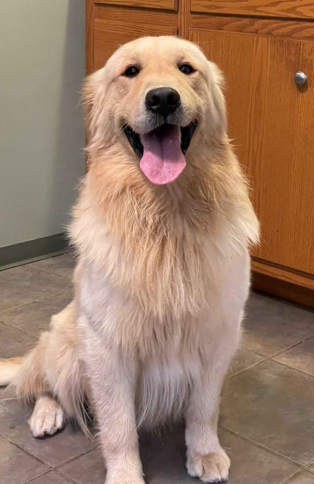 Golden Retriever Puppies media 3