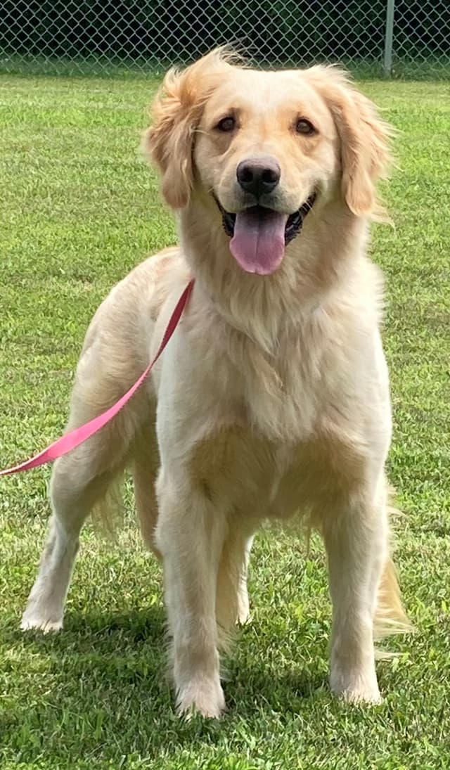 Golden Retriever Puppies media 2