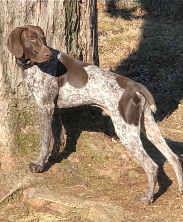 German Shorthaired Pointer Puppies media 2