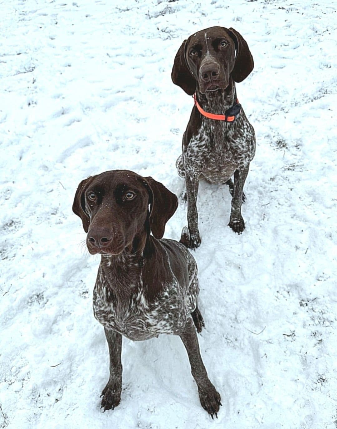 German Shorthaired Pointer Puppies breeder image 1