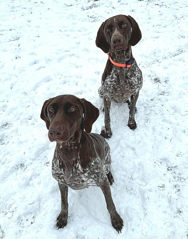 German Shorthaired Pointer Puppies media 3