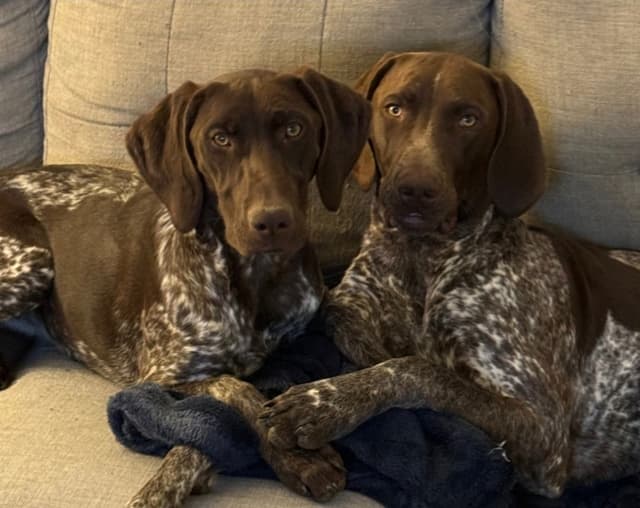 German Shorthaired Pointer Puppies media 4