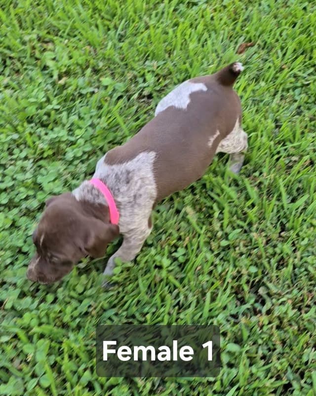 German Shorthaired Pointer Puppies media 5