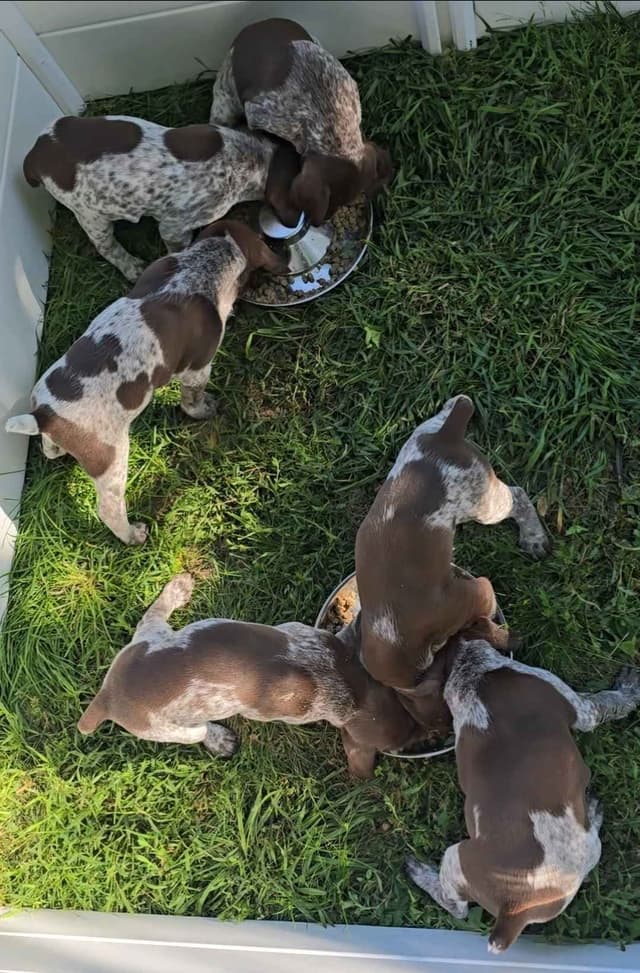 German Shorthaired Pointer Puppies media 6